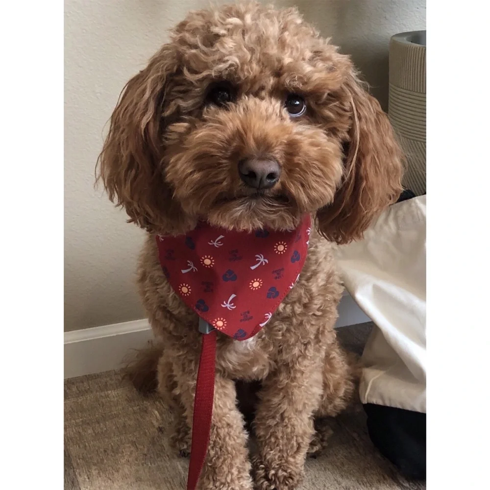 Life is Good Beach Elements Dog Bandana